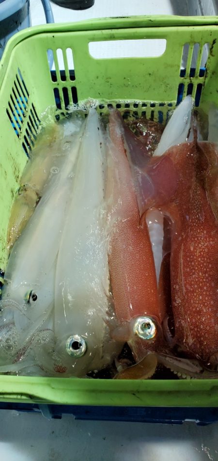 LUSTER『ラスター』 釣果