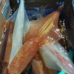 LUSTER『ラスター』 釣果