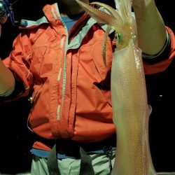 LUSTER『ラスター』 釣果