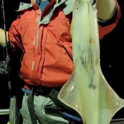 LUSTER『ラスター』 釣果