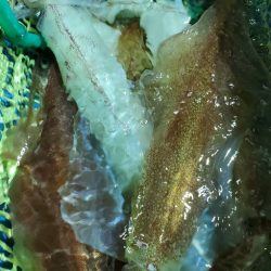 LUSTER『ラスター』 釣果