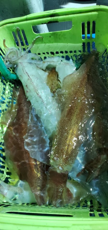 LUSTER『ラスター』 釣果