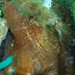 LUSTER『ラスター』 釣果