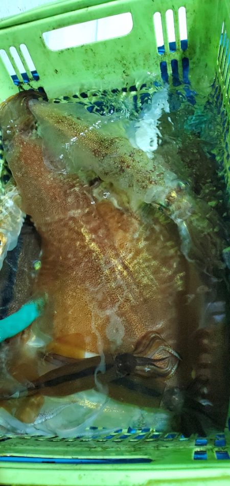 LUSTER『ラスター』 釣果