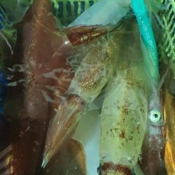 LUSTER『ラスター』 釣果