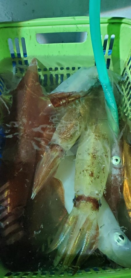 LUSTER『ラスター』 釣果