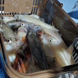 LUSTER『ラスター』 釣果