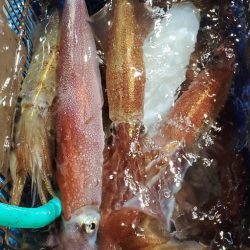 LUSTER『ラスター』 釣果