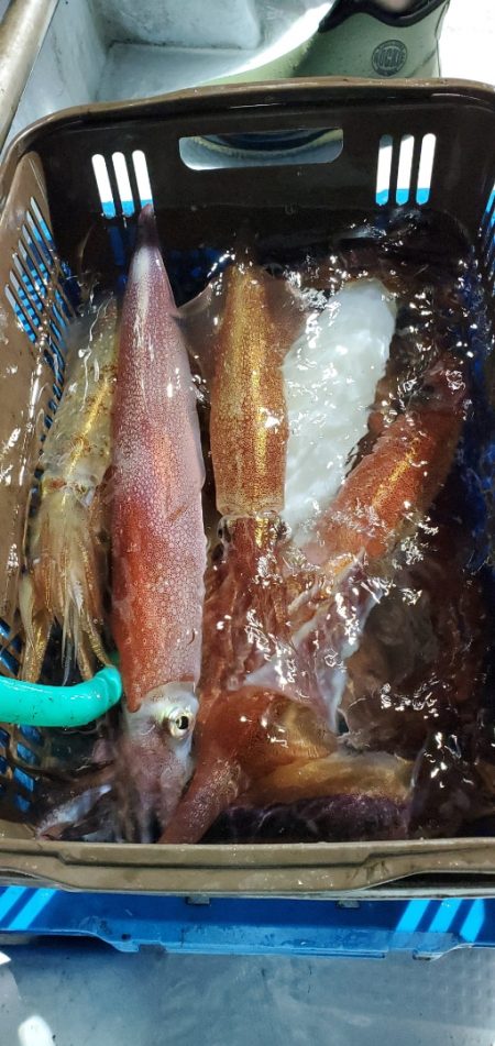 LUSTER『ラスター』 釣果