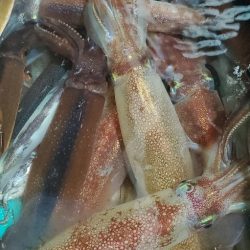 LUSTER『ラスター』 釣果