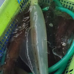 LUSTER『ラスター』 釣果