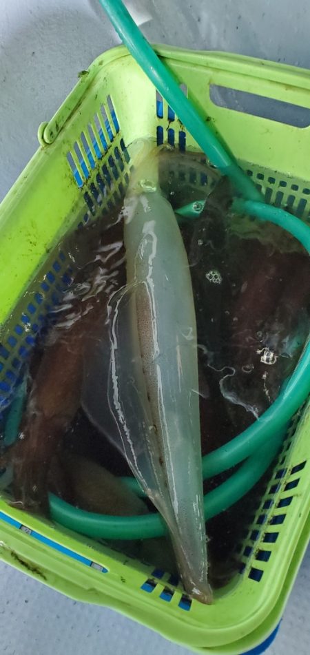 LUSTER『ラスター』 釣果