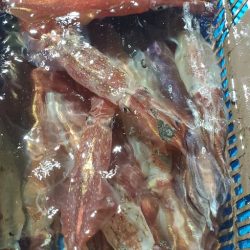 LUSTER『ラスター』 釣果