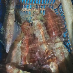 LUSTER『ラスター』 釣果