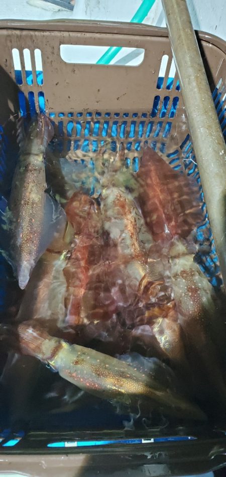 LUSTER『ラスター』 釣果