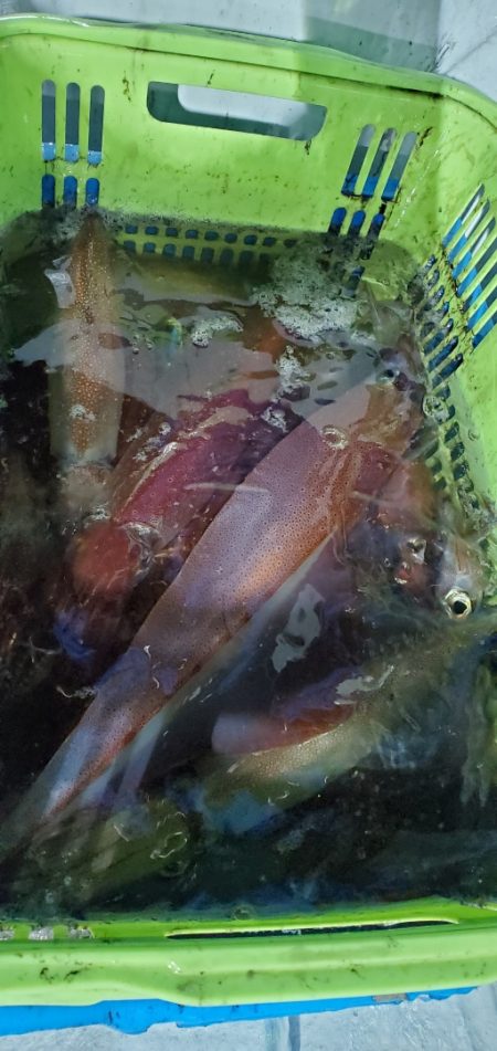 LUSTER『ラスター』 釣果