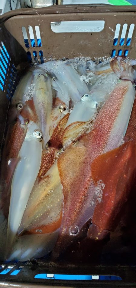 LUSTER『ラスター』 釣果