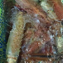 LUSTER『ラスター』 釣果