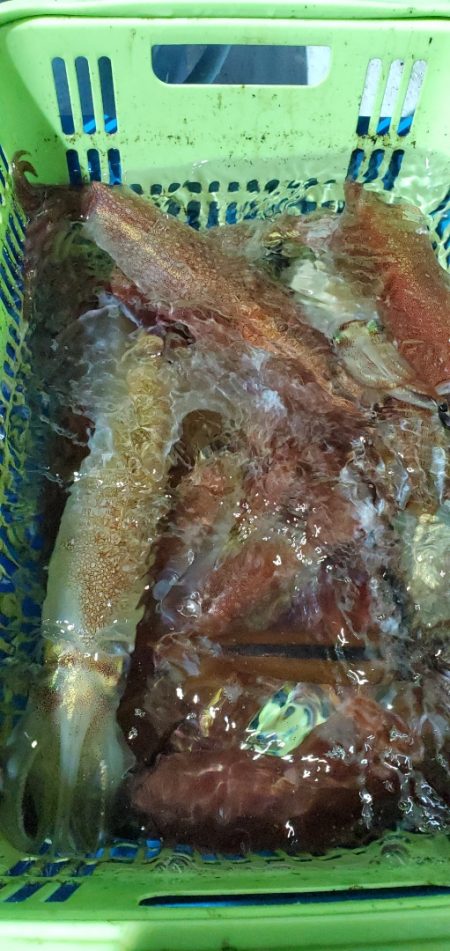 LUSTER『ラスター』 釣果