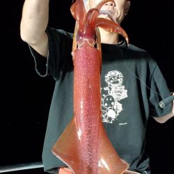 LUSTER『ラスター』 釣果