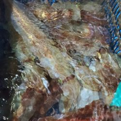 LUSTER『ラスター』 釣果