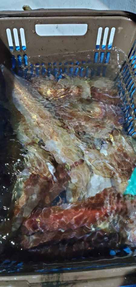 LUSTER『ラスター』 釣果