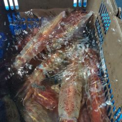 LUSTER『ラスター』 釣果