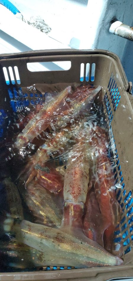 LUSTER『ラスター』 釣果