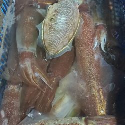 LUSTER『ラスター』 釣果