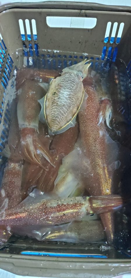 LUSTER『ラスター』 釣果