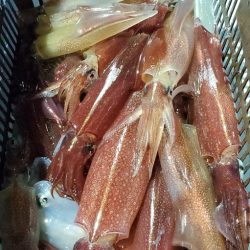 LUSTER『ラスター』 釣果