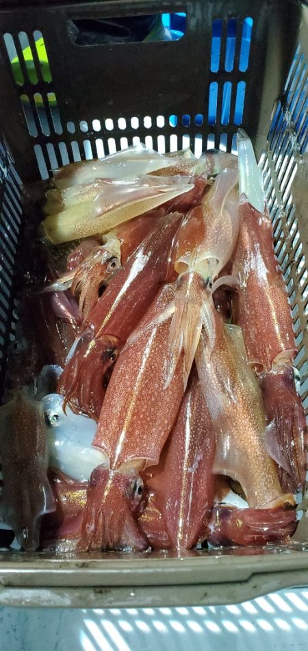 LUSTER『ラスター』 釣果