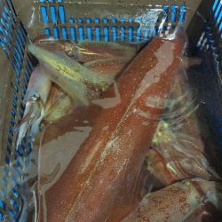 LUSTER『ラスター』 釣果