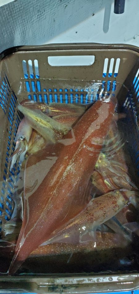 LUSTER『ラスター』 釣果