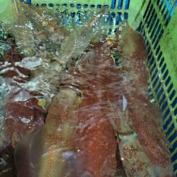 LUSTER『ラスター』 釣果