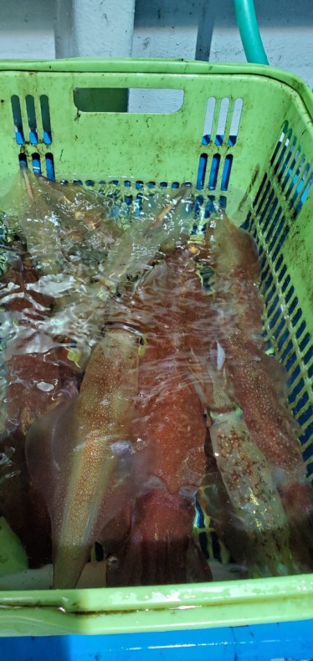 LUSTER『ラスター』 釣果