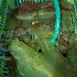 LUSTER『ラスター』 釣果