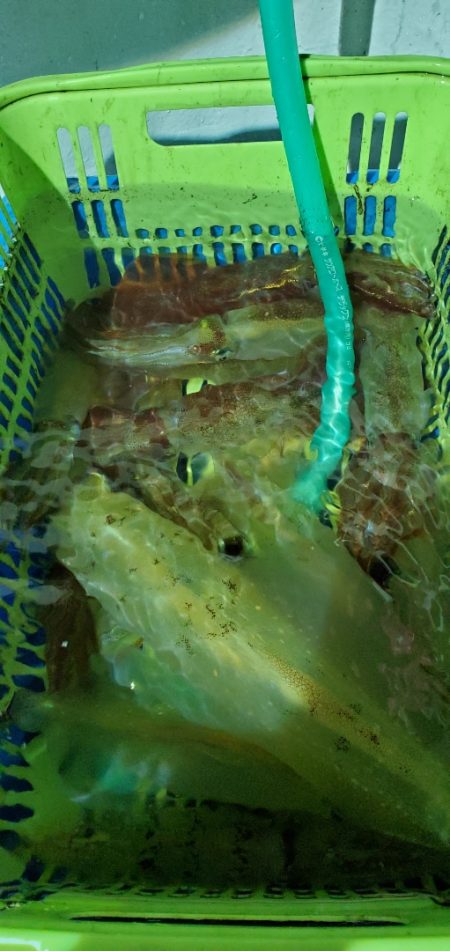 LUSTER『ラスター』 釣果