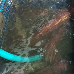 LUSTER『ラスター』 釣果