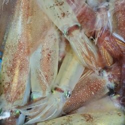 LUSTER『ラスター』 釣果