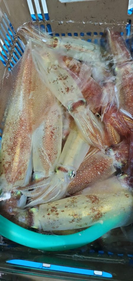 LUSTER『ラスター』 釣果