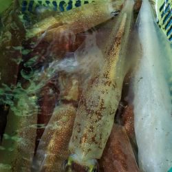 LUSTER『ラスター』 釣果