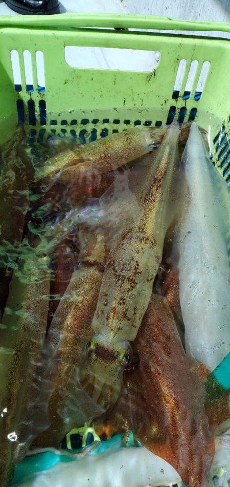 LUSTER『ラスター』 釣果