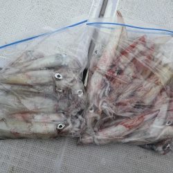 エル・クルーズ 釣果