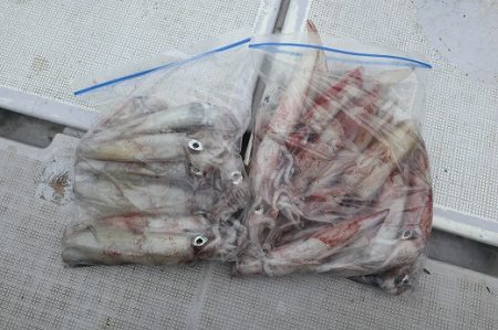 エル・クルーズ 釣果