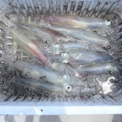 エル・クルーズ 釣果