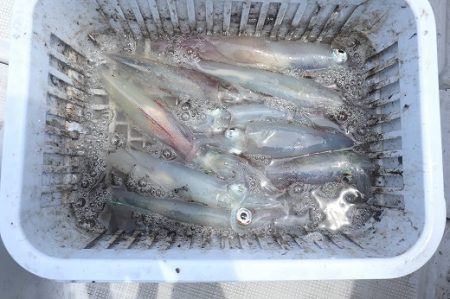 エル・クルーズ 釣果