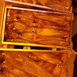 海龍丸（石川） 釣果