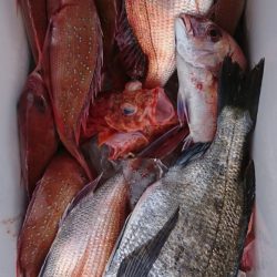 遊漁船 家入 釣果