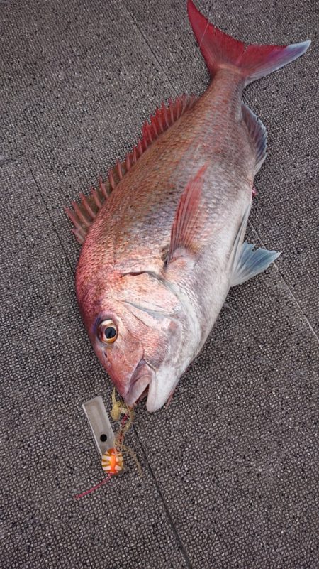 ARCADIAⅡ （アルカディアⅡ） 釣果…